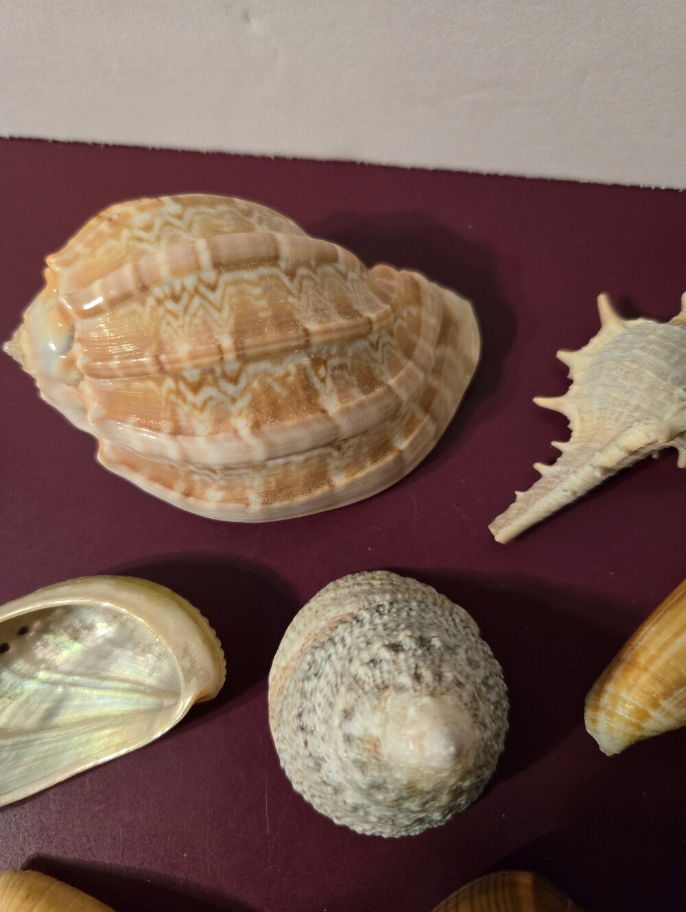 9 Beautiful Sea Shells - Picture 7 of 13